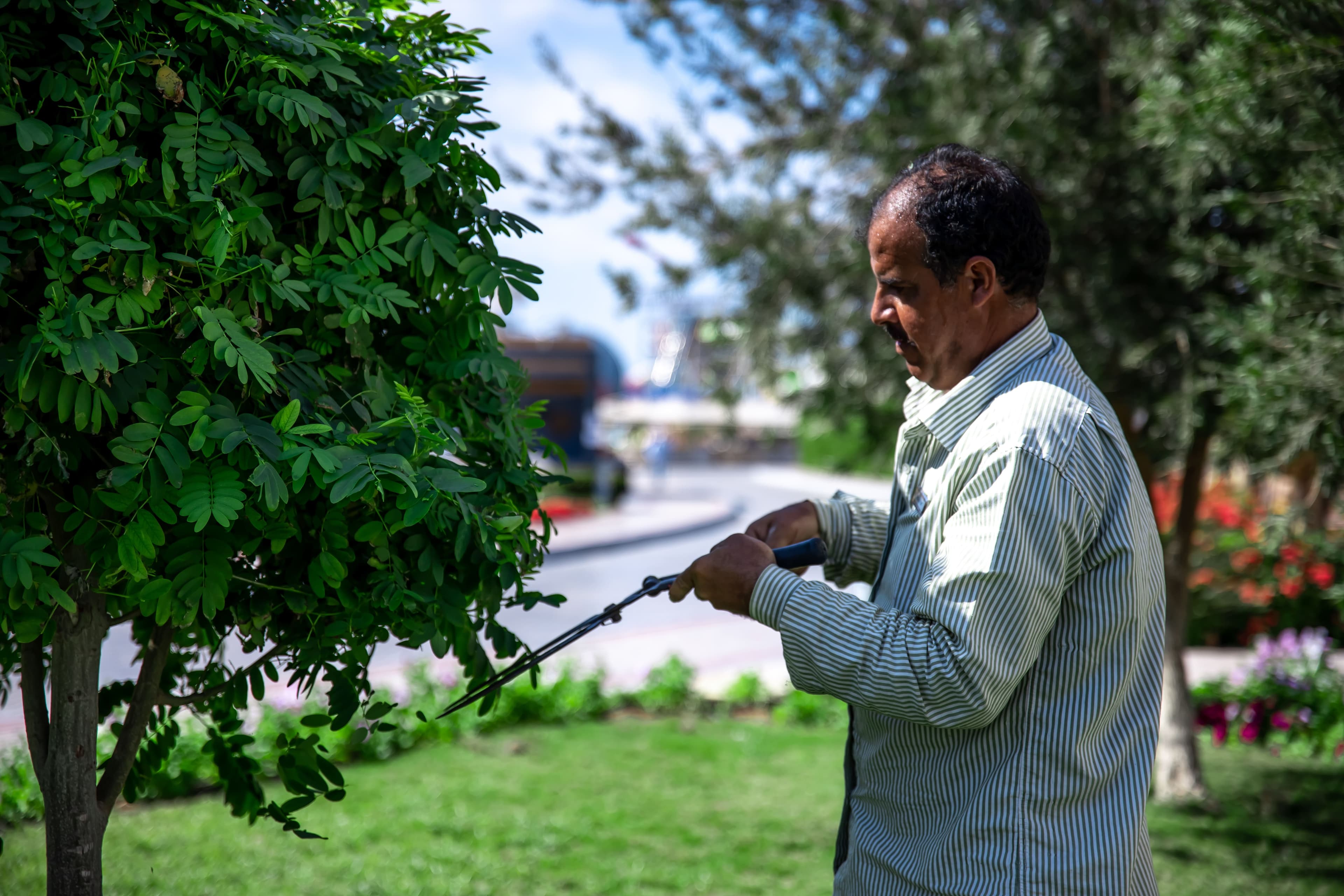Local tree care worker maintaining a young urban tree