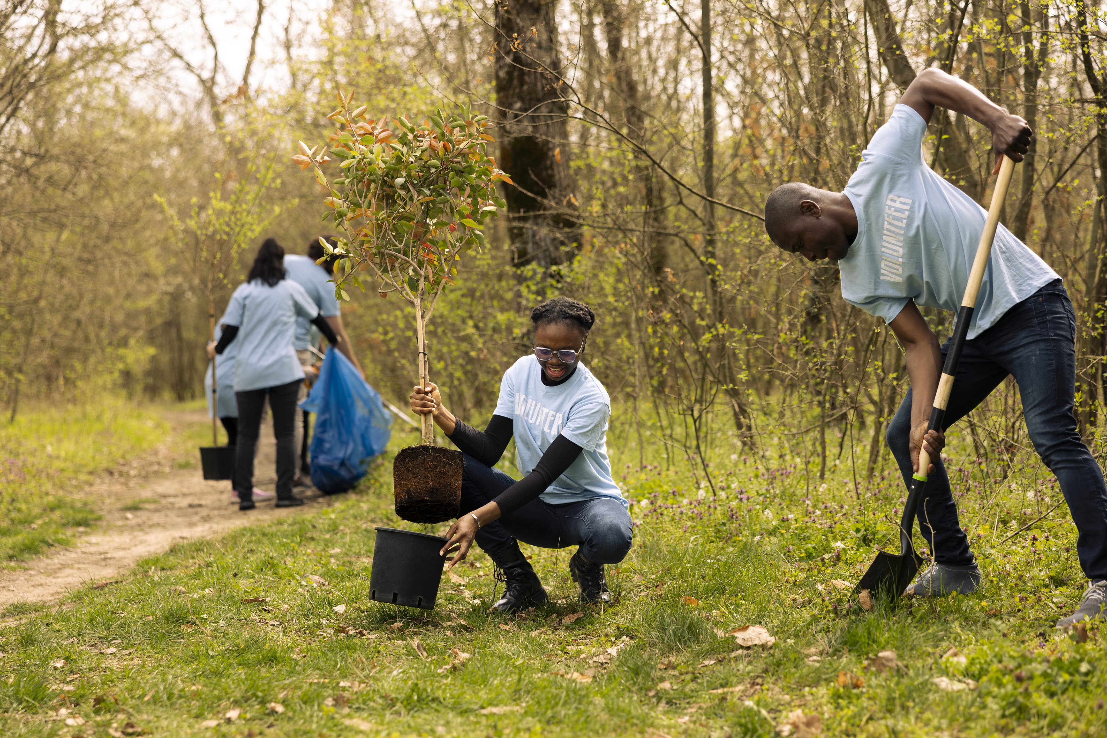 Volunteers planting trees in a woodland ecosystem